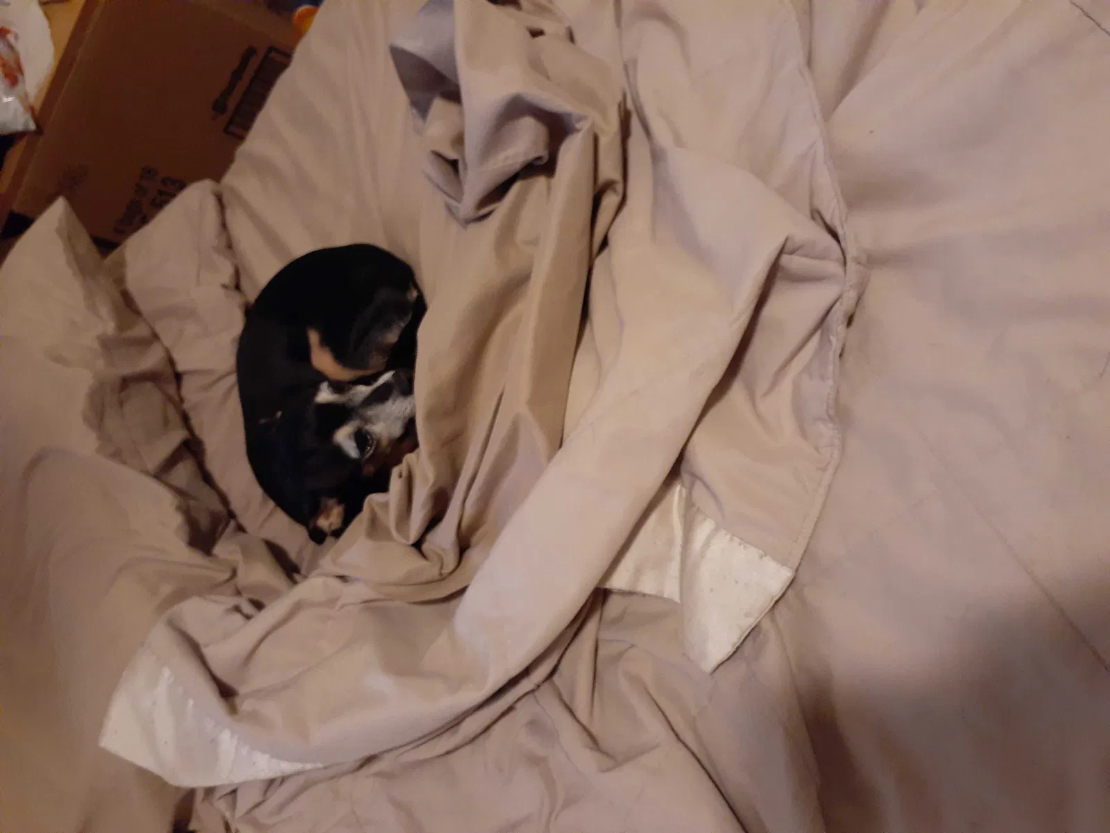 Lost dog in San Angelo, TX, 76903
