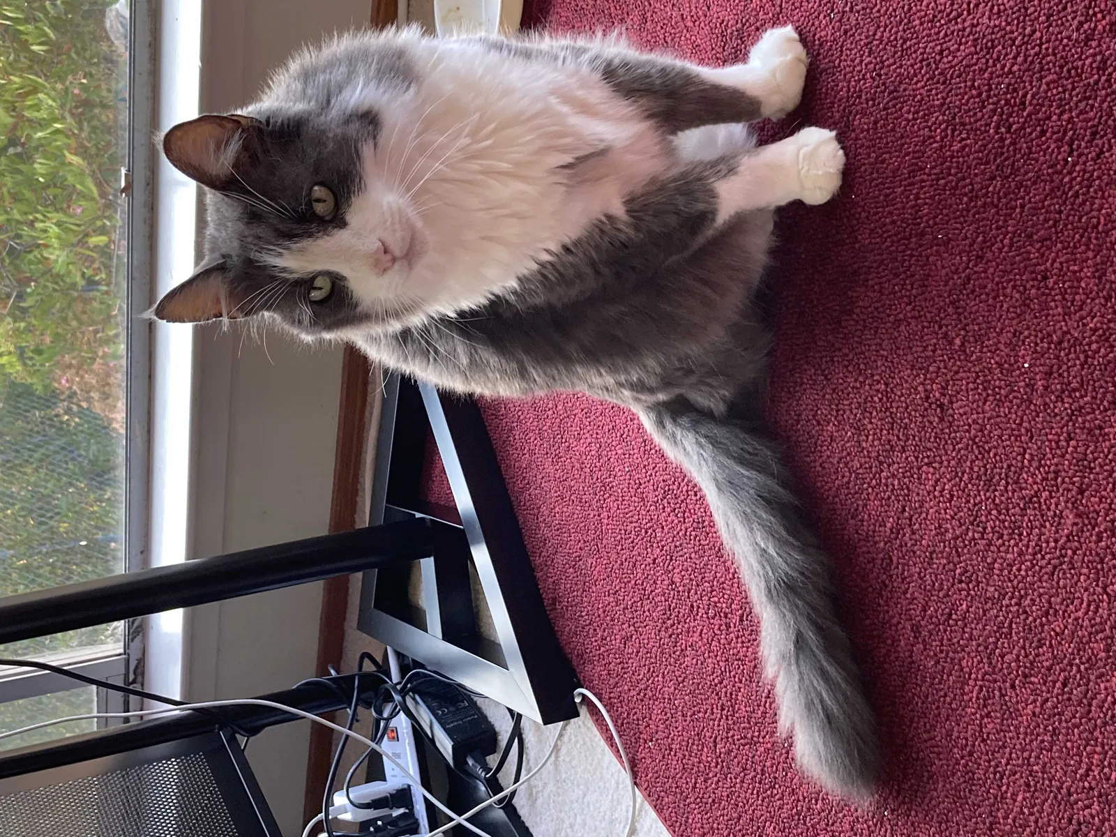Lost cat in Redwood City, CA, 94061