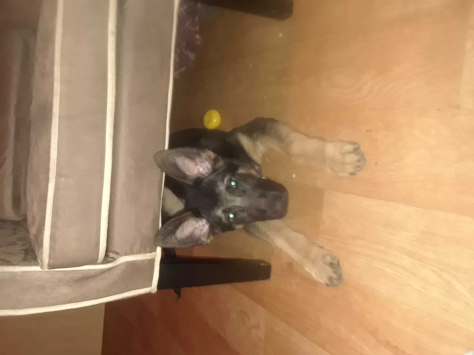 Lost dog in San Diego, CA, 92113