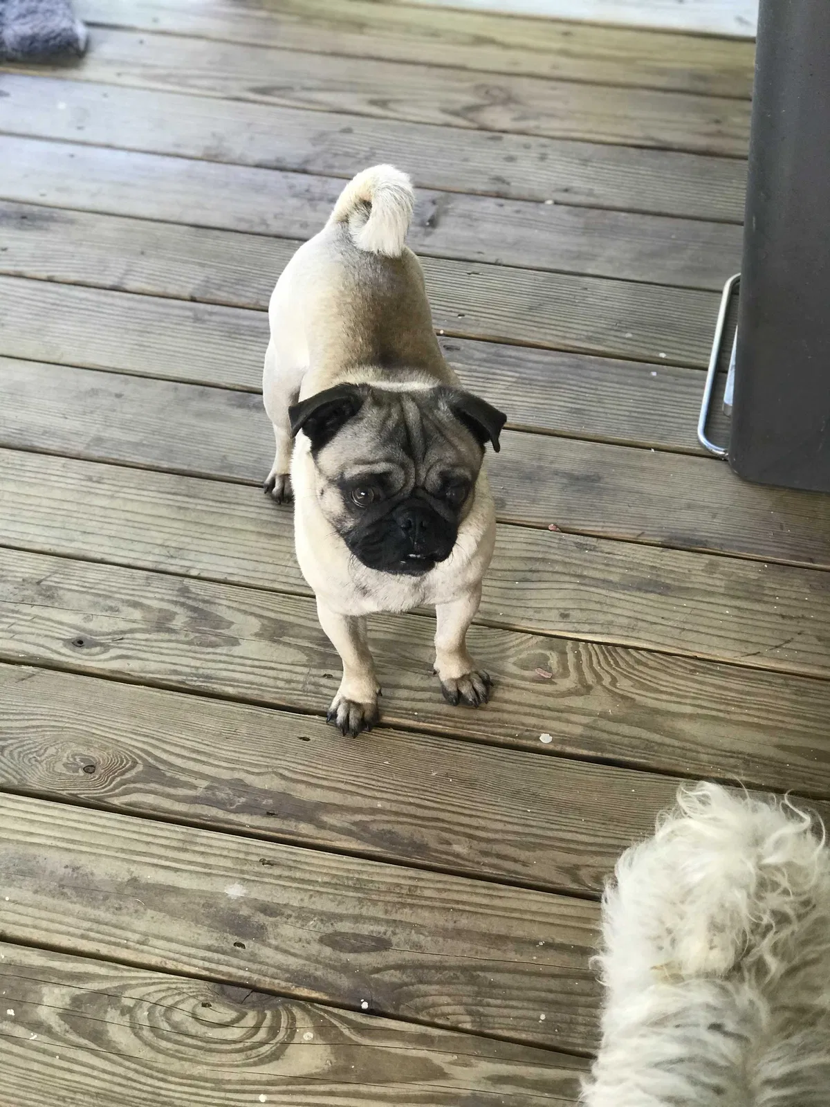 Lost dog in Longview, TX, 75604