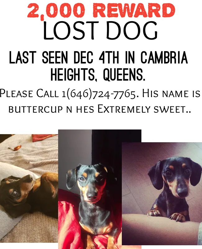 Lost dog in Cambria Heights, NY, 11411