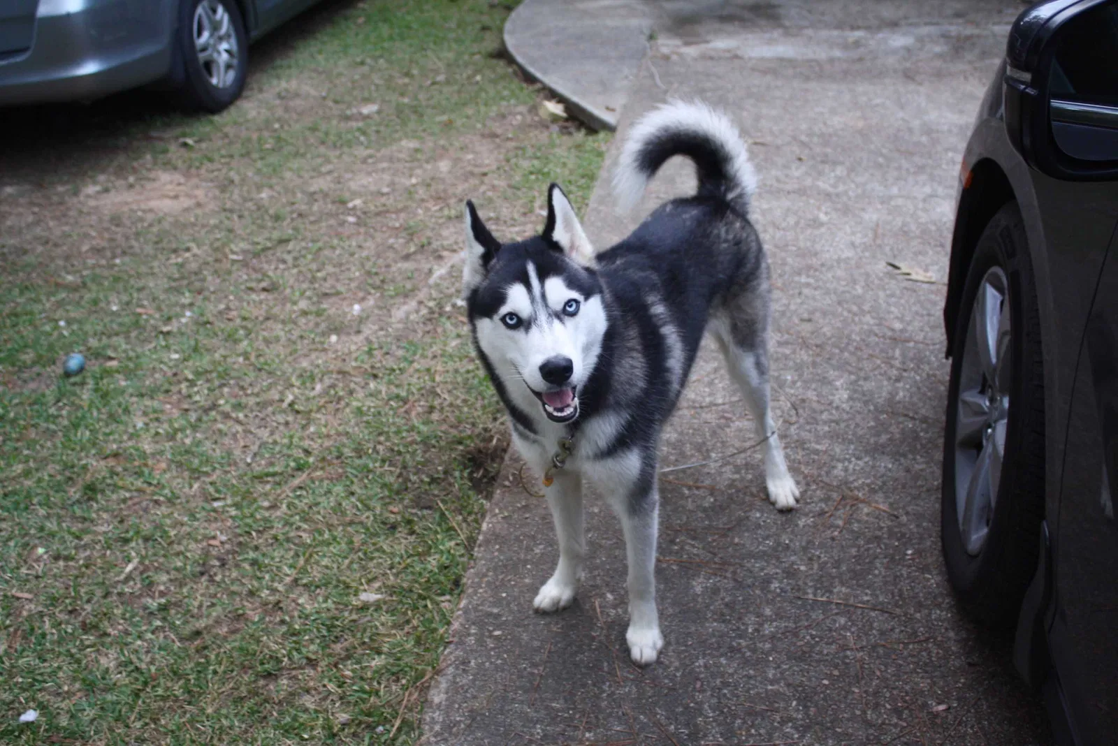 Lost dog in Meridian, MS, 39305