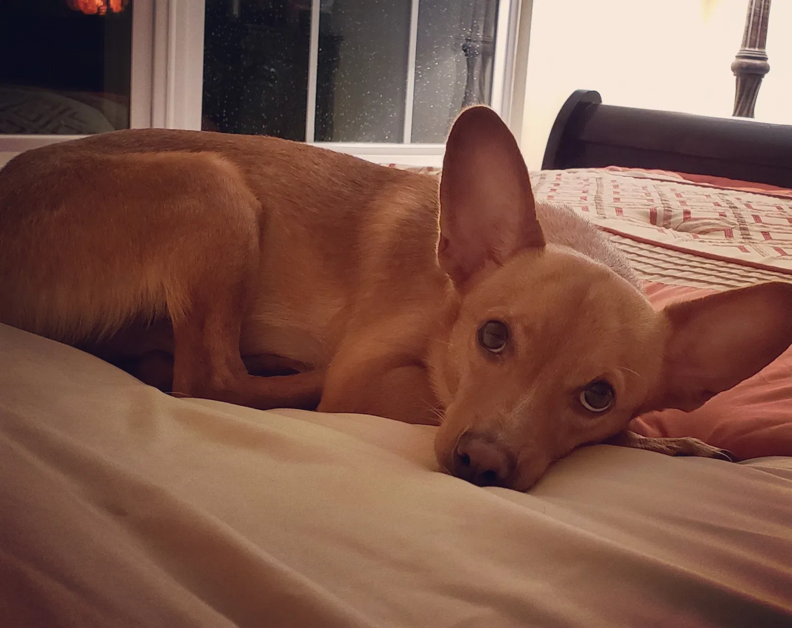 Lost dog in King Of Prussia, PA, 19406