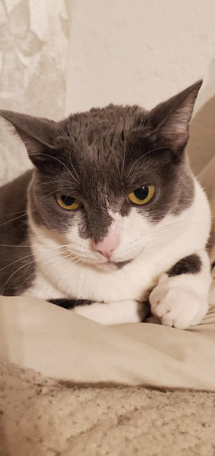 Missing Cat