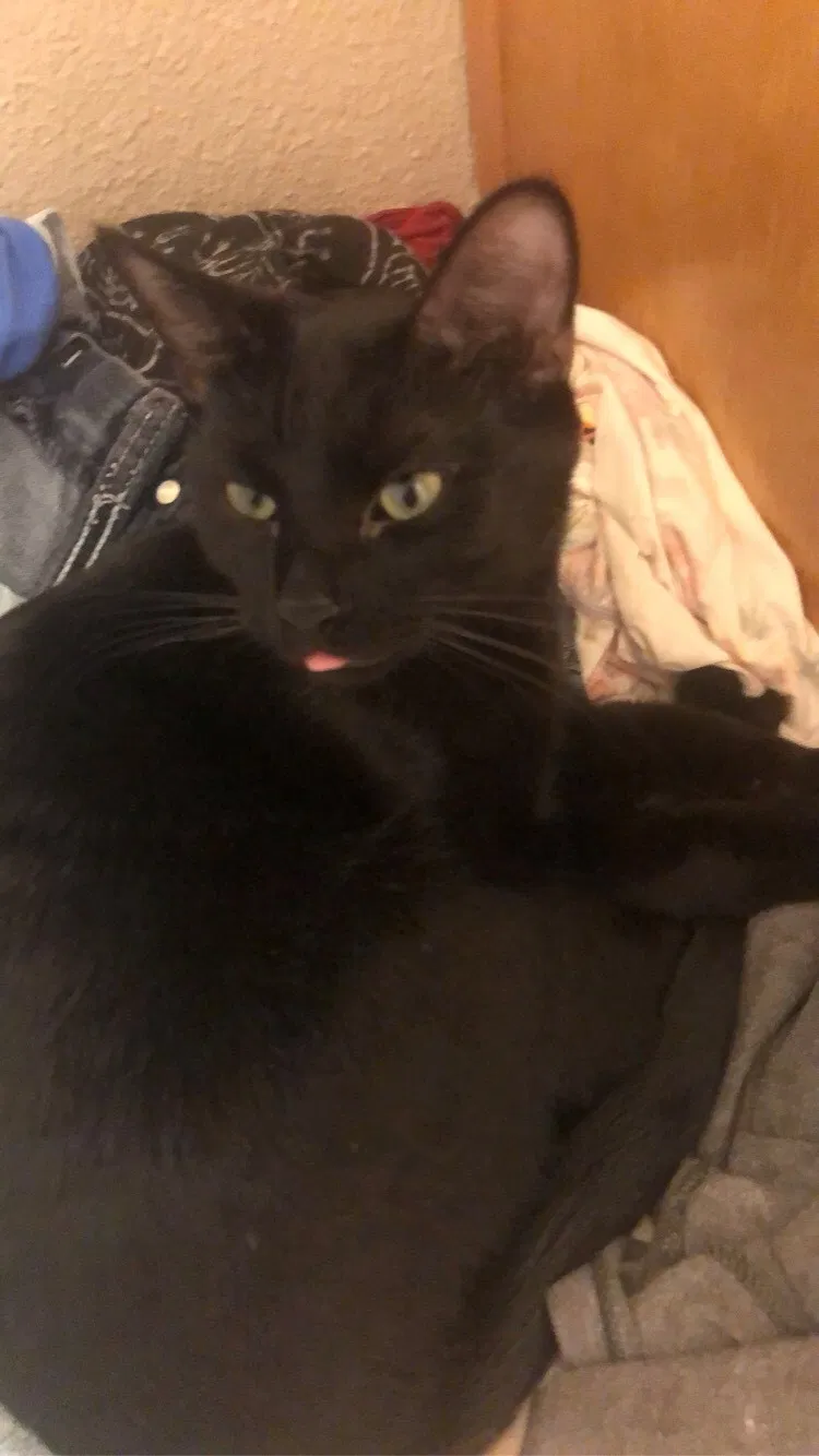 Lost cat in Mesa, AZ, 85209