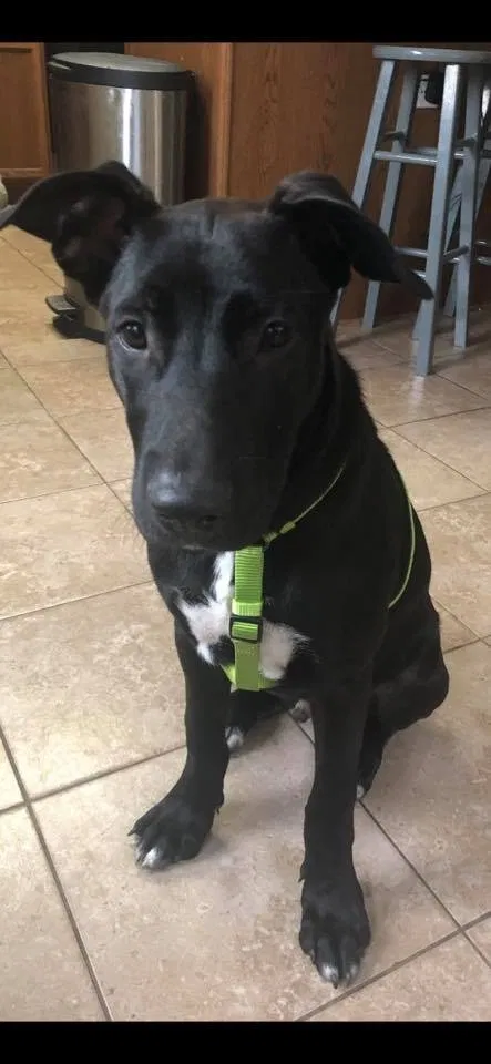 Lost dog in Keller, TX, 76244