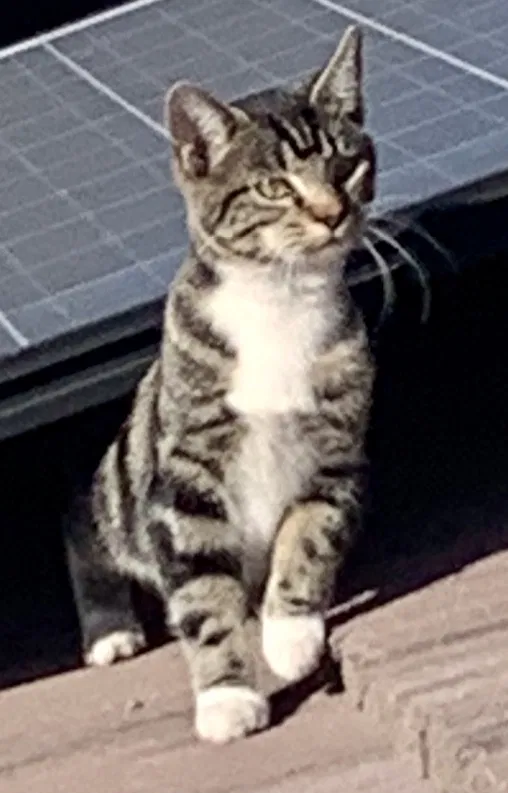 Lost cat in Fresno, CA, 93720