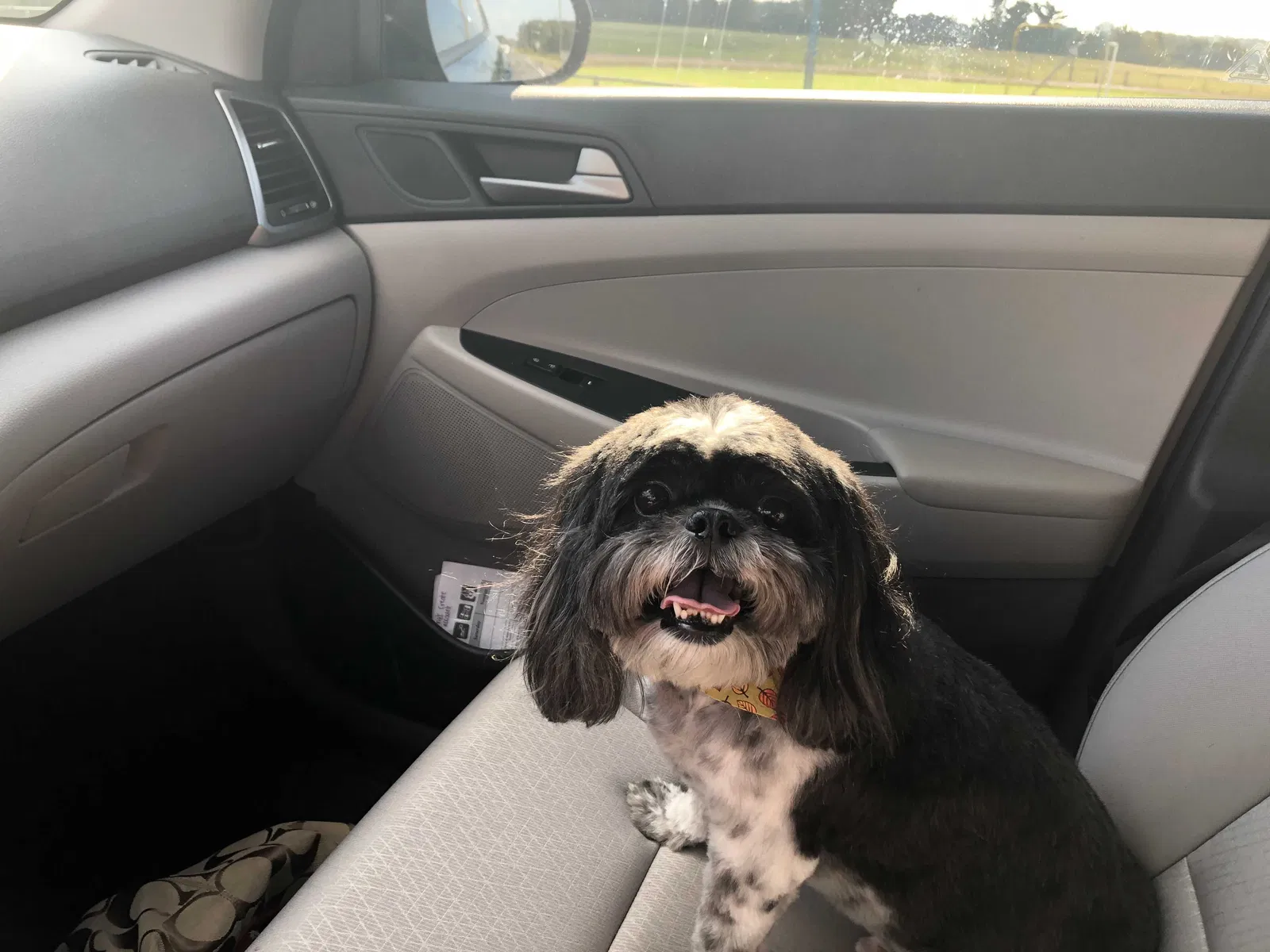 Lost dog in Fort Mill, SC, 29707