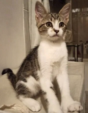 Lost cat in Dorchester Center, MA, 2124