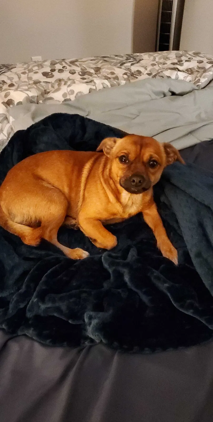 Lost dog in Unknown, VA, 233661