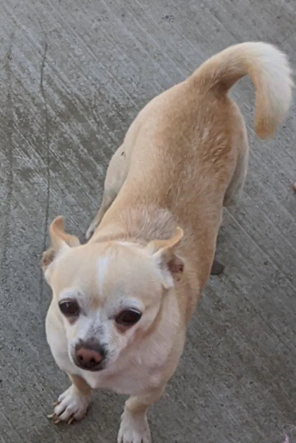 Lost dog in Vallejo, CA, 94590