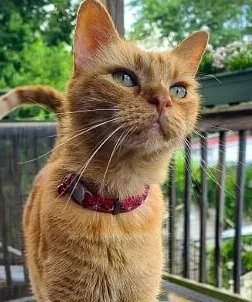 Lost cat in Saint Louis, MO, 63118