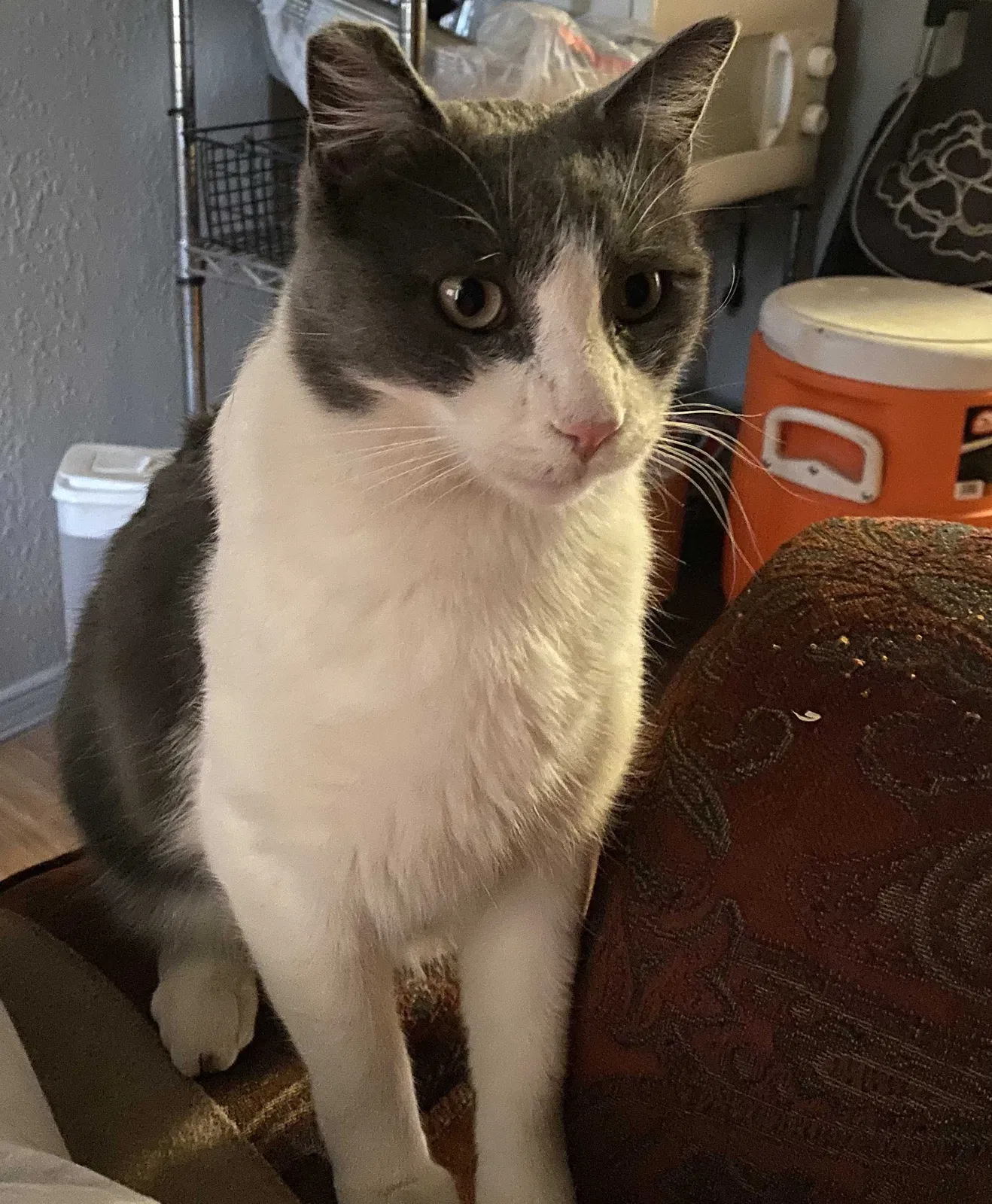 Lost cat in El Paso, TX, 79903