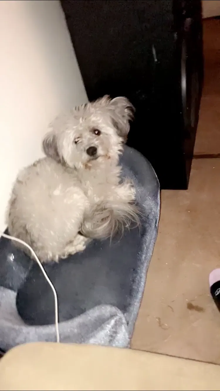 Lost dog in Tucson, AZ, 85705