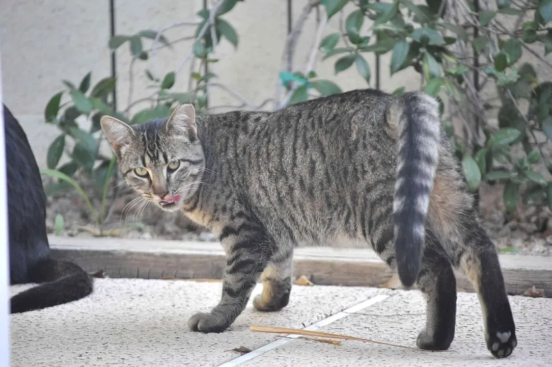 Lost cat in Chandler, AZ, 85224