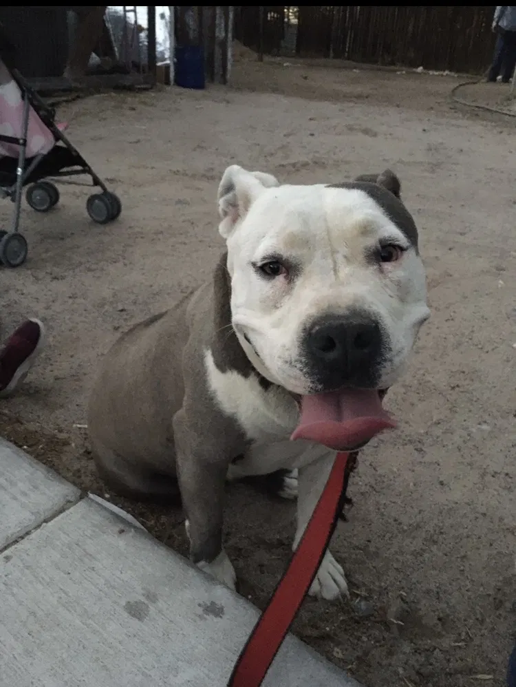 Lost dog in Albuquerque, NM, 87121