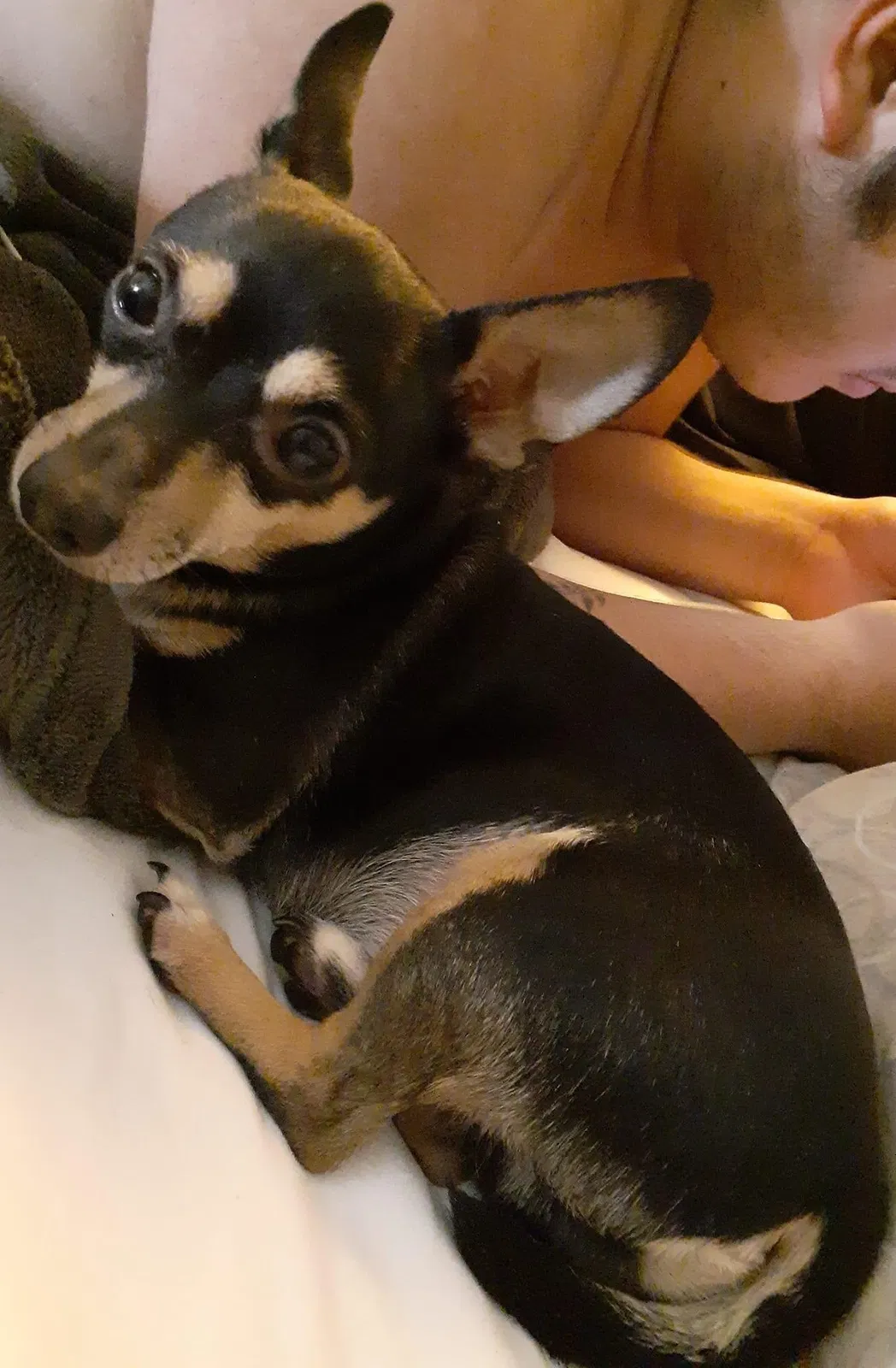 Lost dog in Chula Vista, CA, 91910