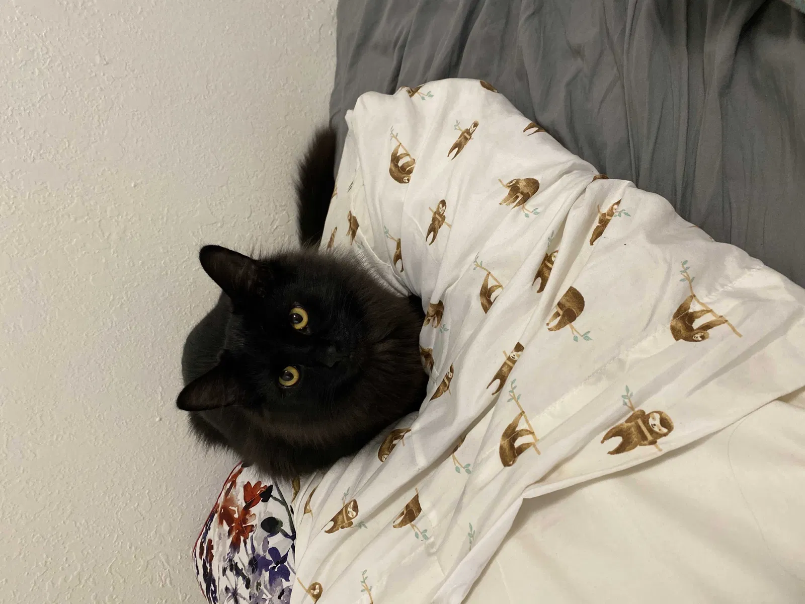 Lost cat in Bowling Green, OH, 43402