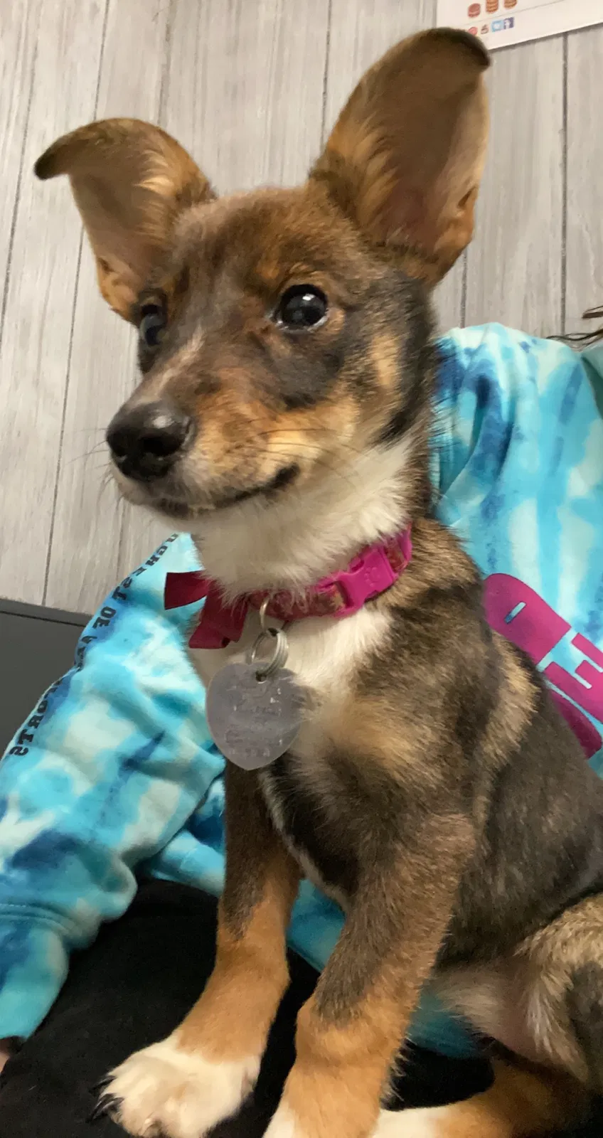 Lost dog in Urbana, OH, 43078