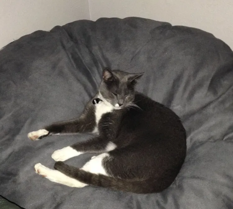 Lost cat in Jupiter, FL, 33458