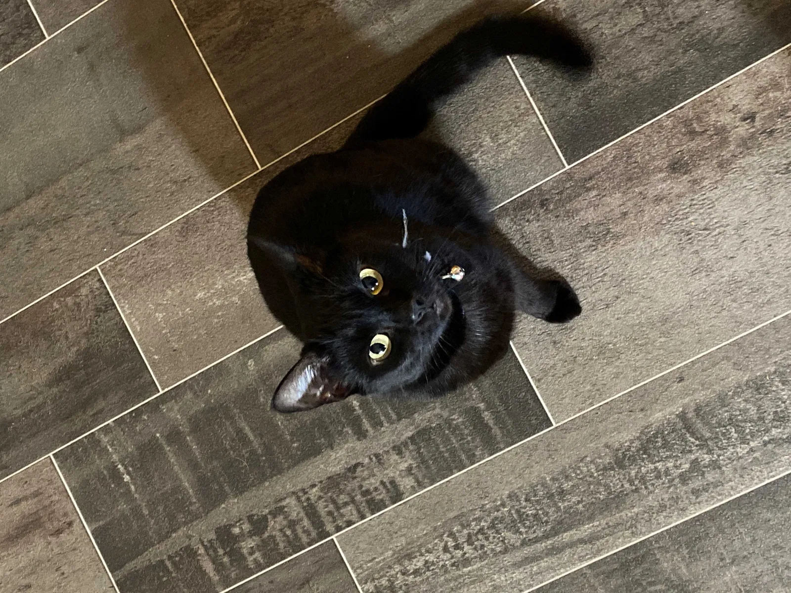 Lost cat in Donora, PA, 15033
