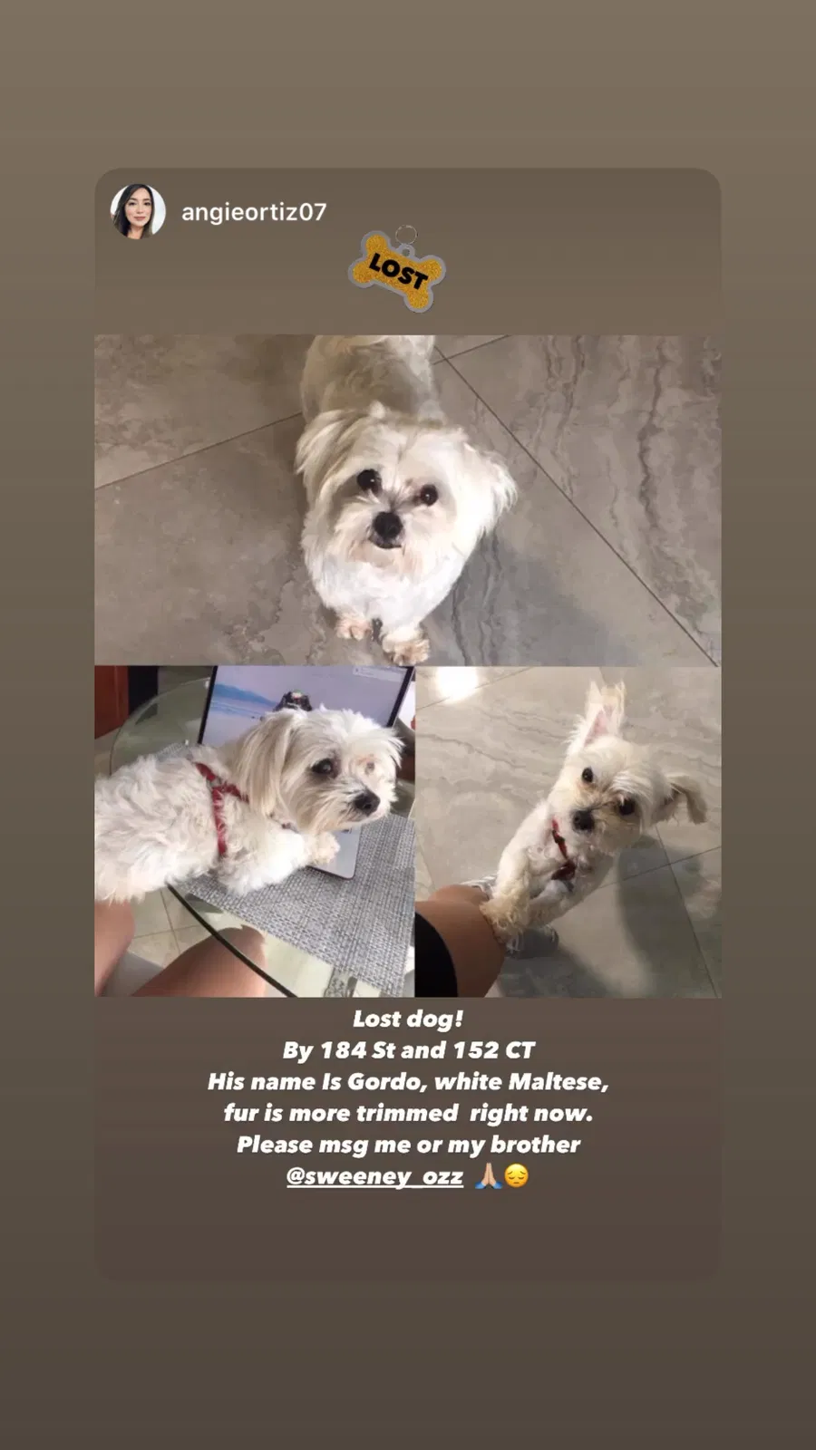 Lost dog in Miami, FL, 33188