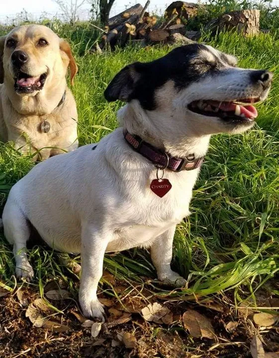 Lost dog in Natalia, TX, 78059