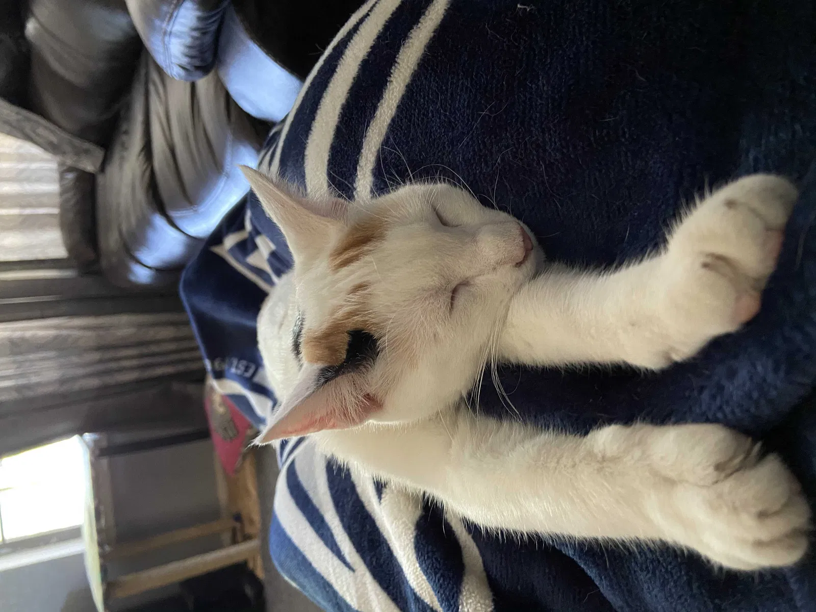 Lost cat in Colorado Springs, CO, 80916