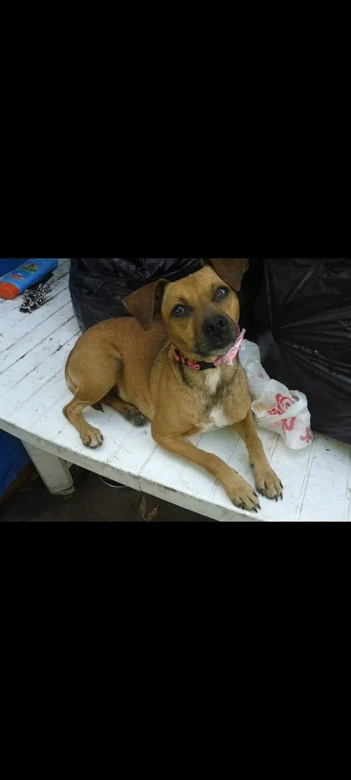 Lost dog in Hayward, CA, 94544