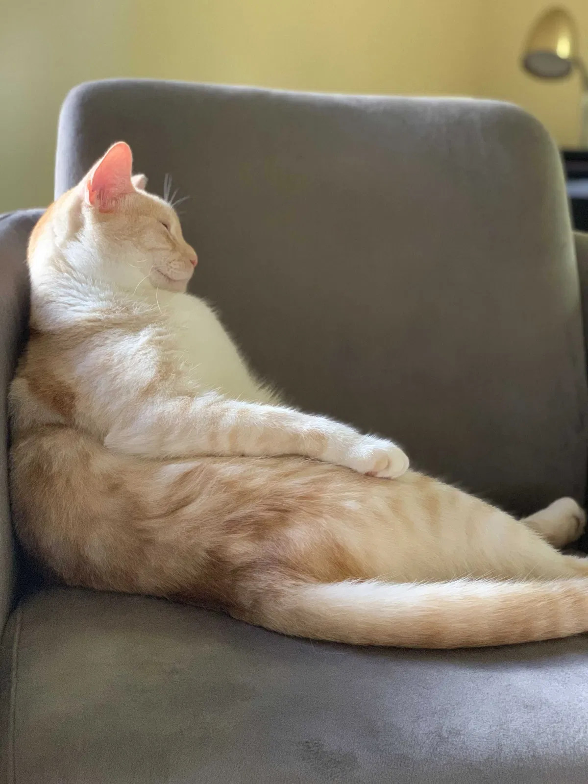 Lost cat in Tallahassee, FL, 32304