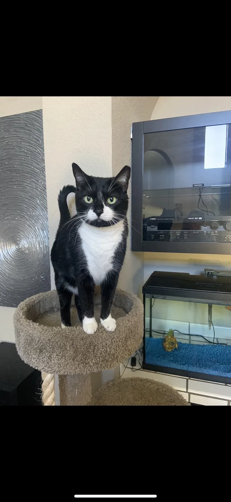 Lost cat in Scottsdale, AZ, 85260