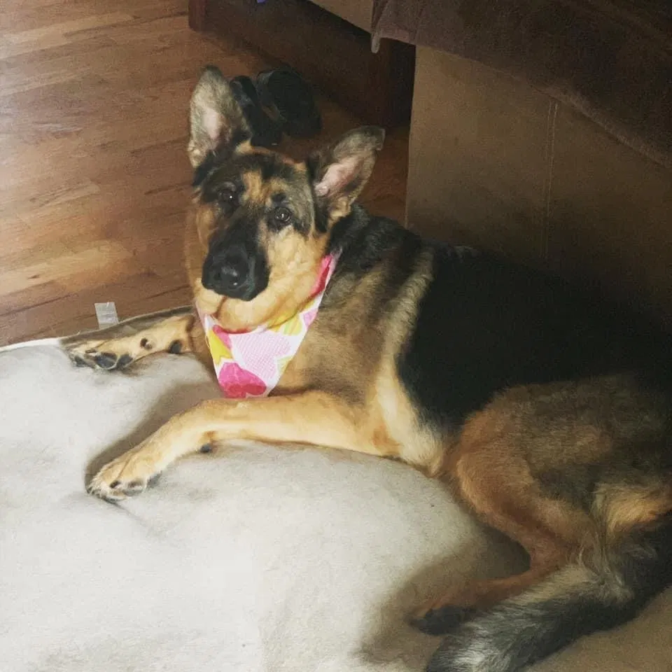 Lost dog in Tacoma, WA, 98465