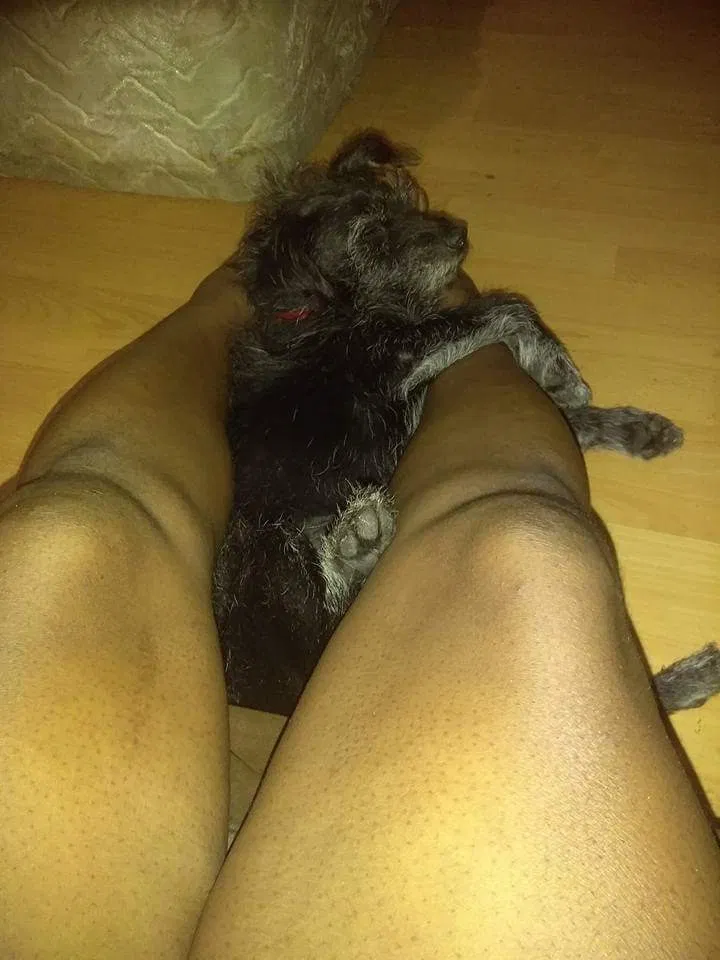 Lost dog in Saint Louis, MO, 63118