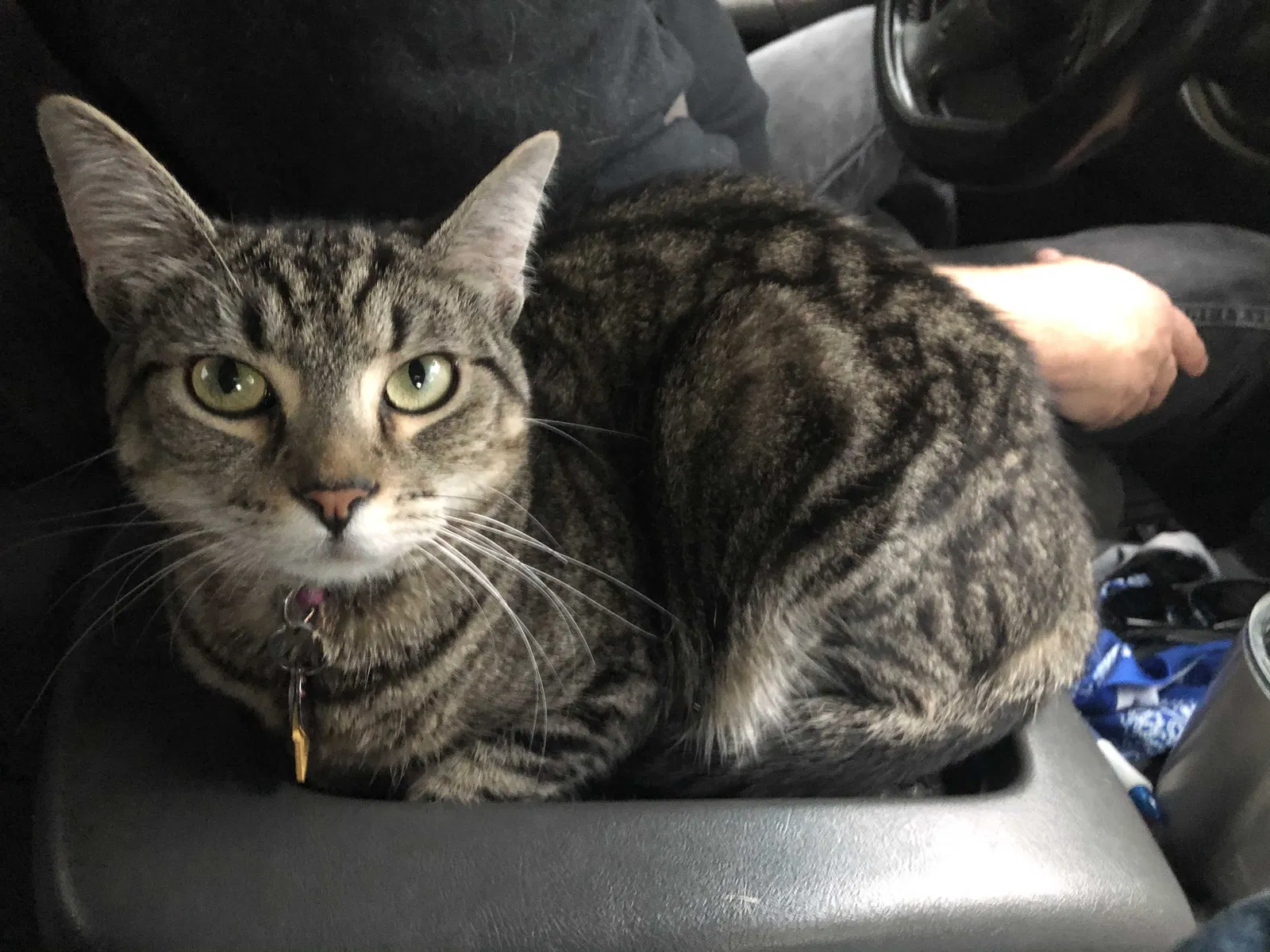 Lost cat in Tacoma, WA, 98466