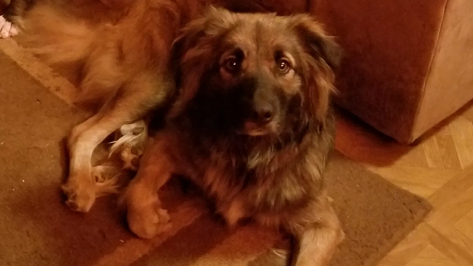 Lost dog in Montgomery, AL, 36109