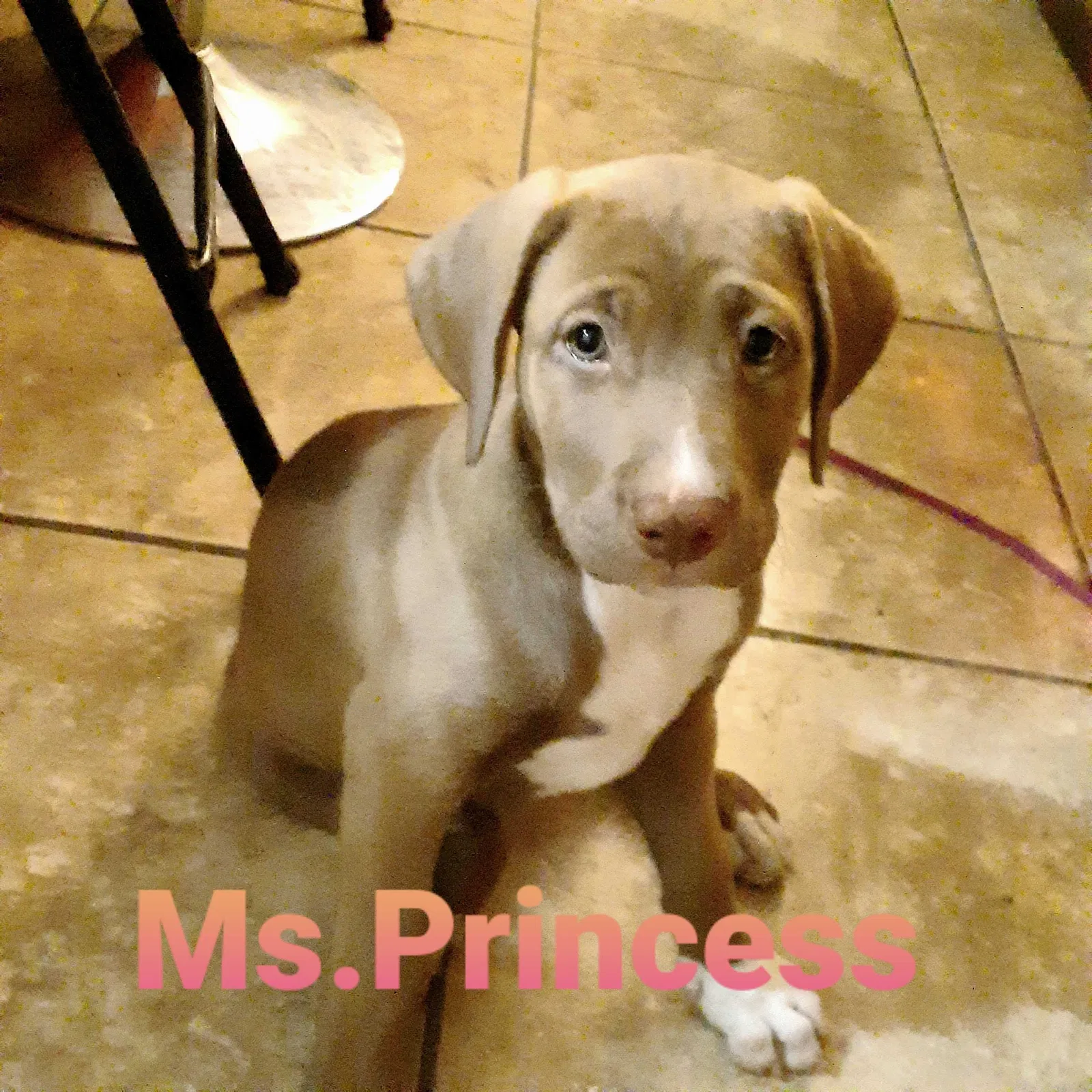 Lost dog in Phoenix, AZ, 85015
