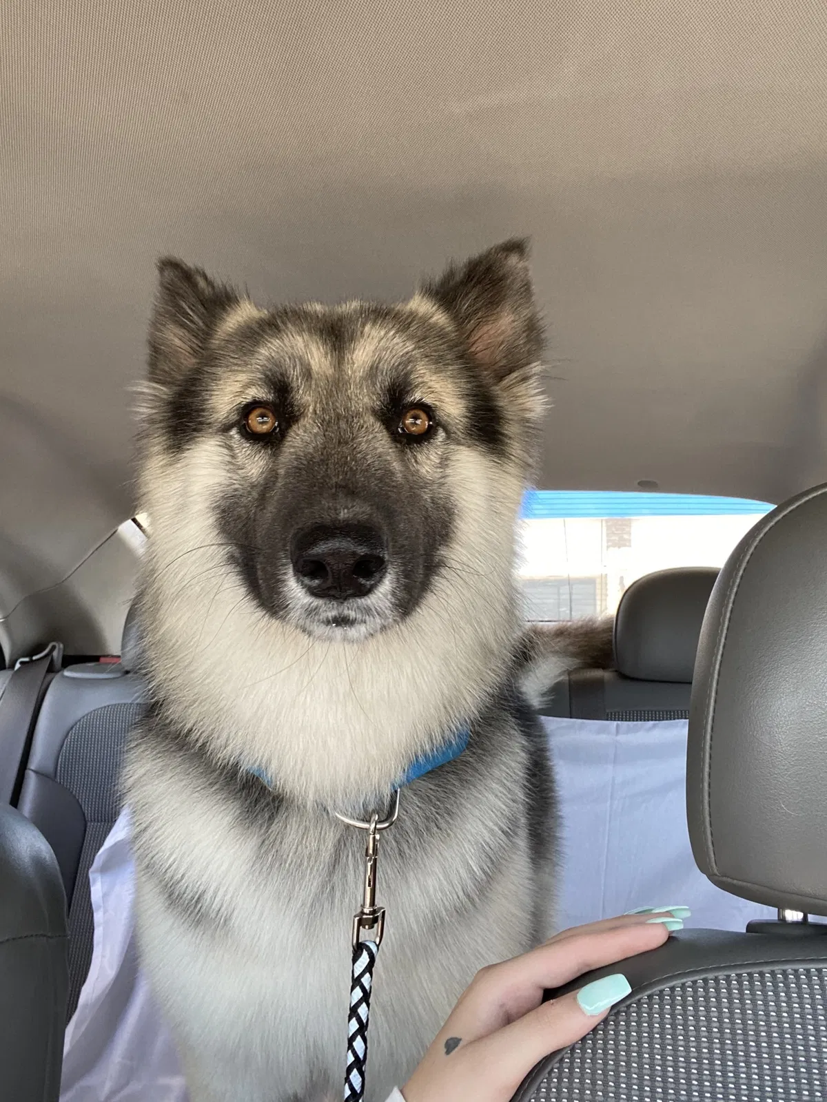 Lost dog in Bryan, TX, 77801
