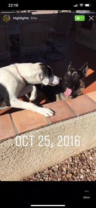 Lost dog in Tucson, AZ, 85743