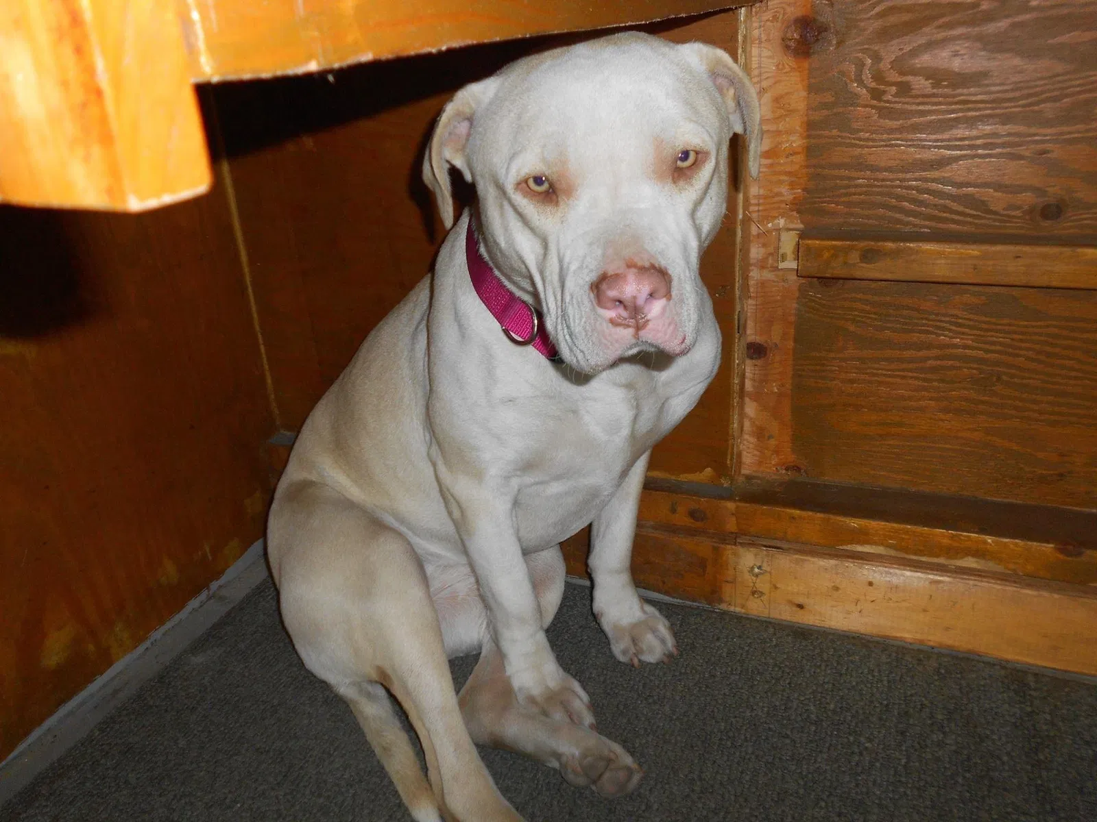 Lost dog in Castle Hayne, NC, 28429