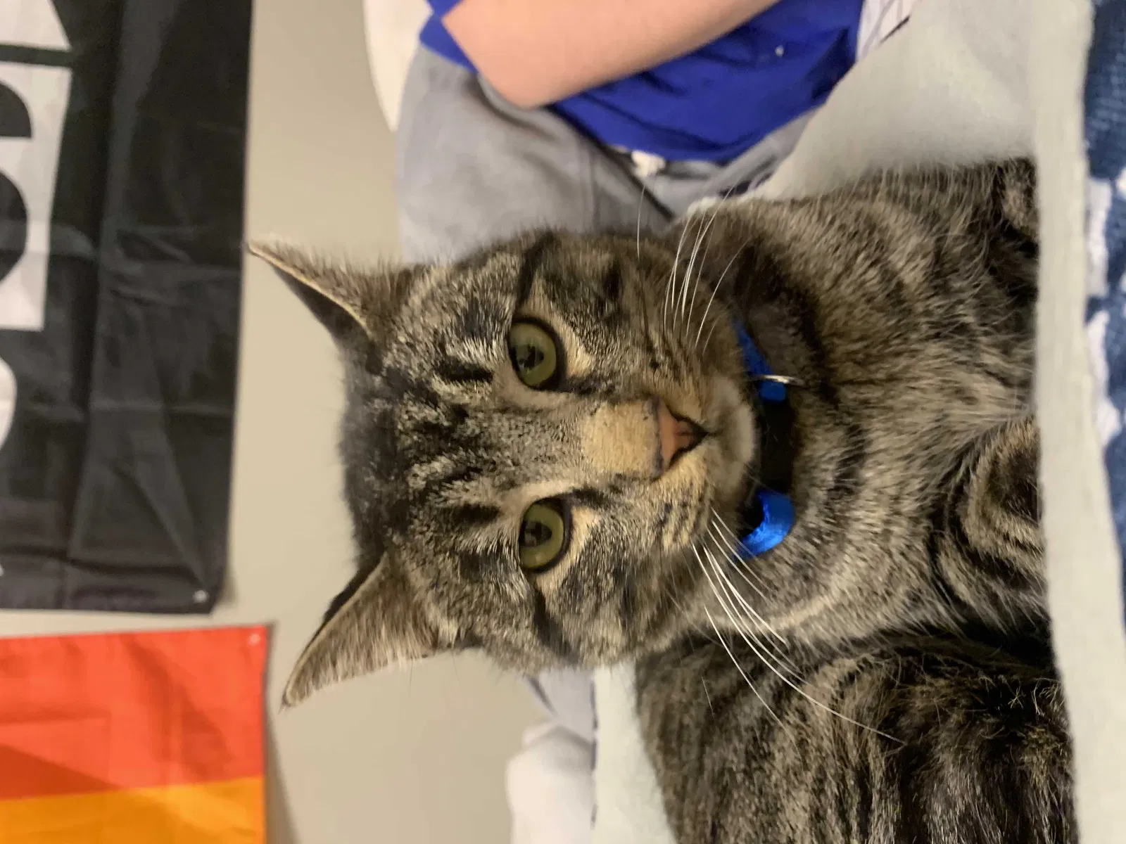 Lost cat in Waukegan, IL, 60085