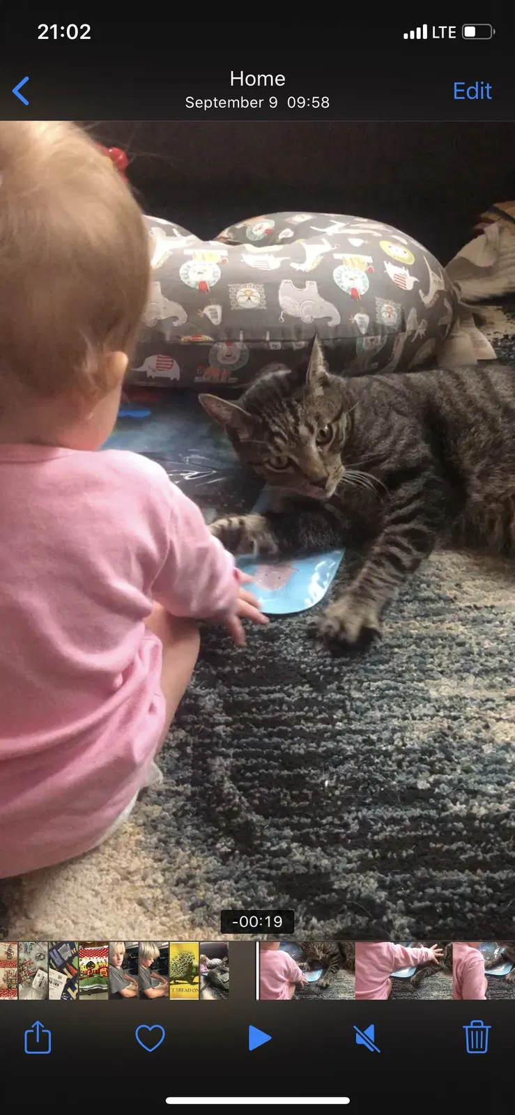 Lost cat in Rio Linda, CA, 95673
