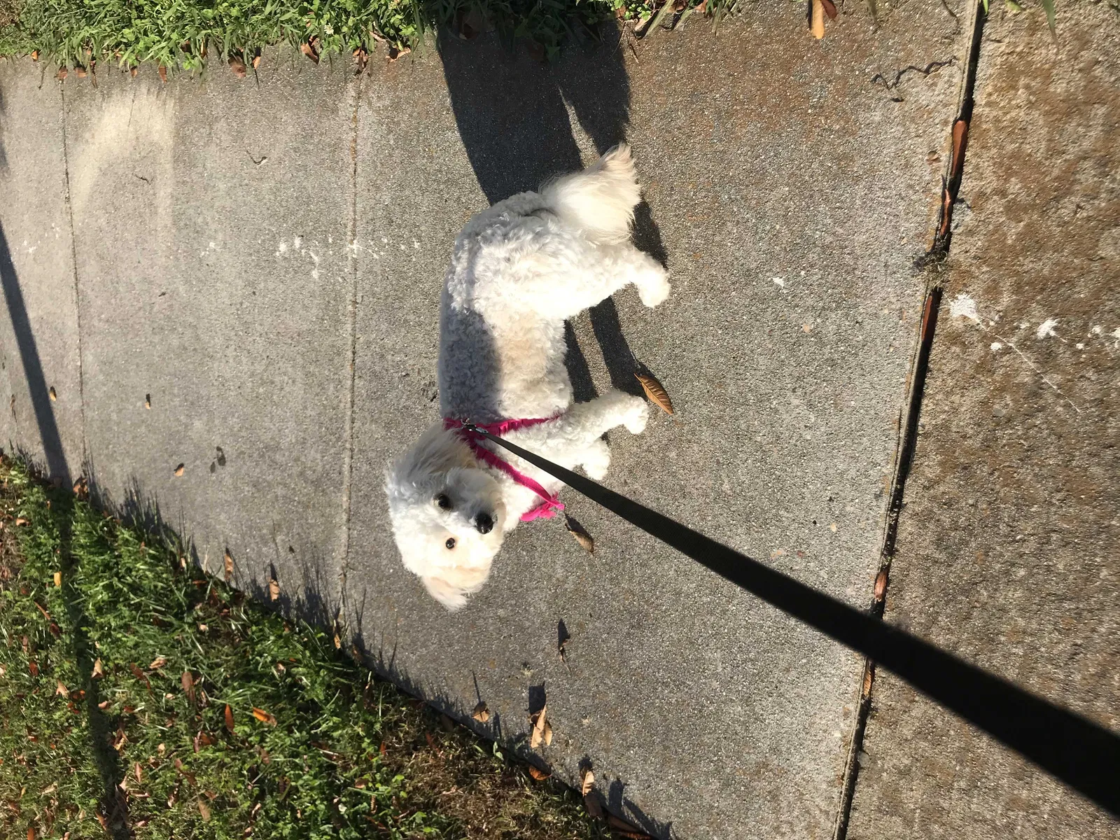 Lost dog in Virginia Beach, VA, 23462