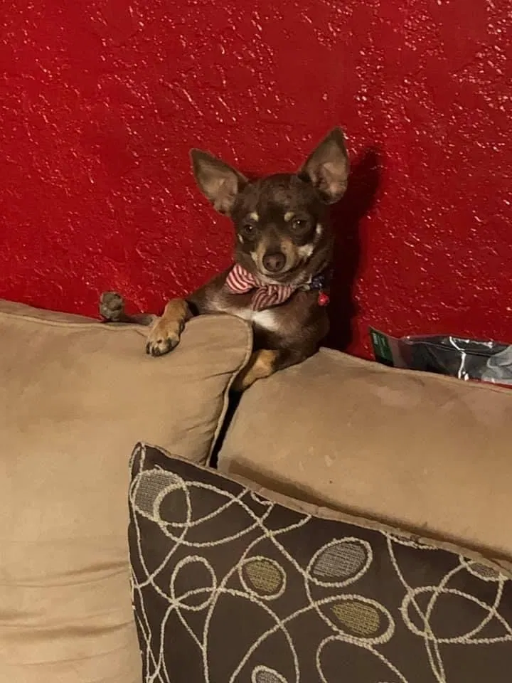 Lost dog in Odessa, TX, 79766