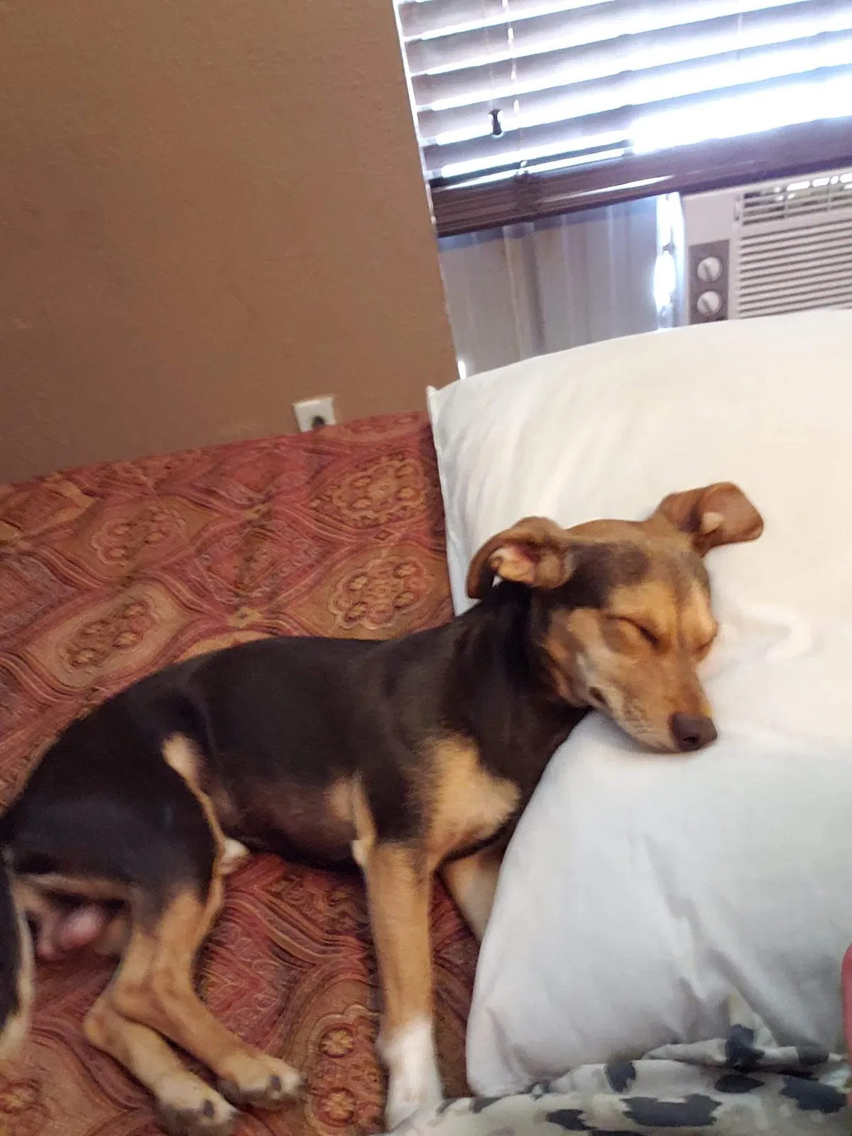 Lost dog in Odessa, TX, 79764