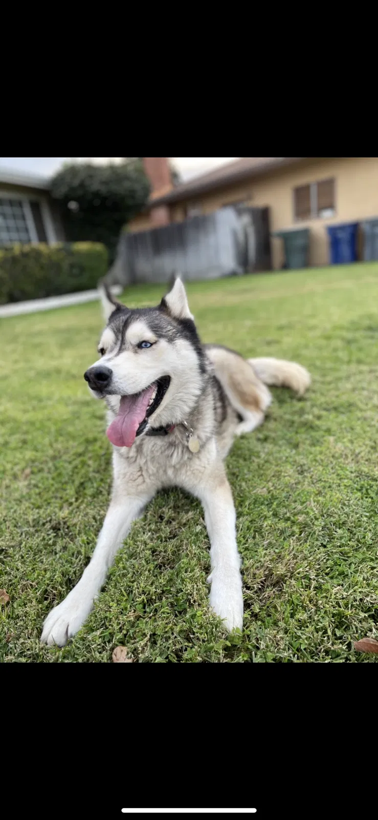 Lost dog in Merced, CA, 95340