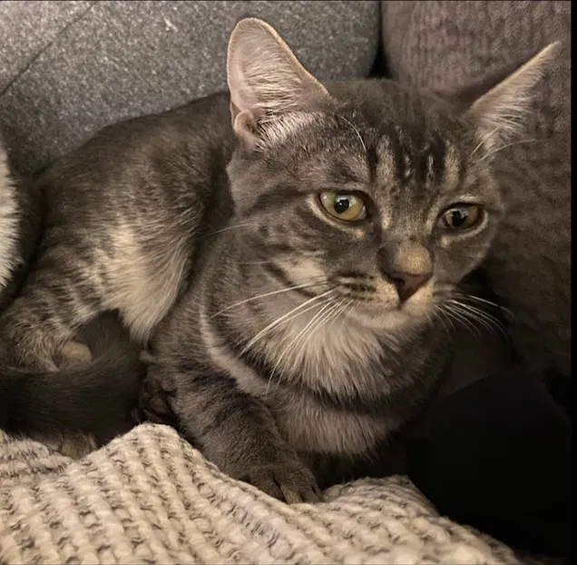 Lost cat in Pensacola, FL, 32514