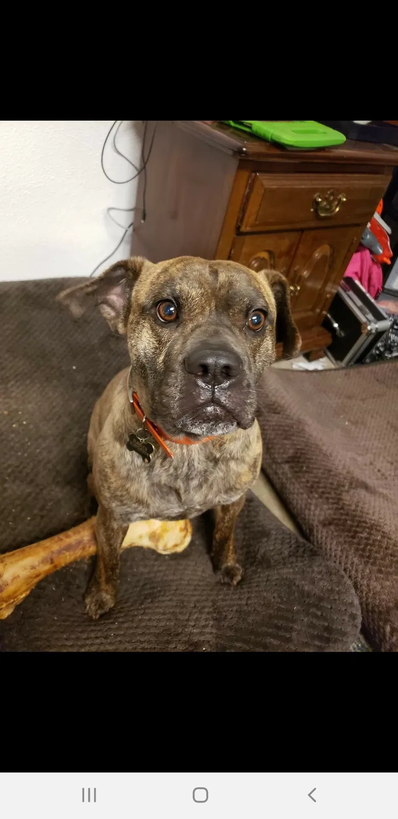 Lost dog in Janesville, WI, 53546