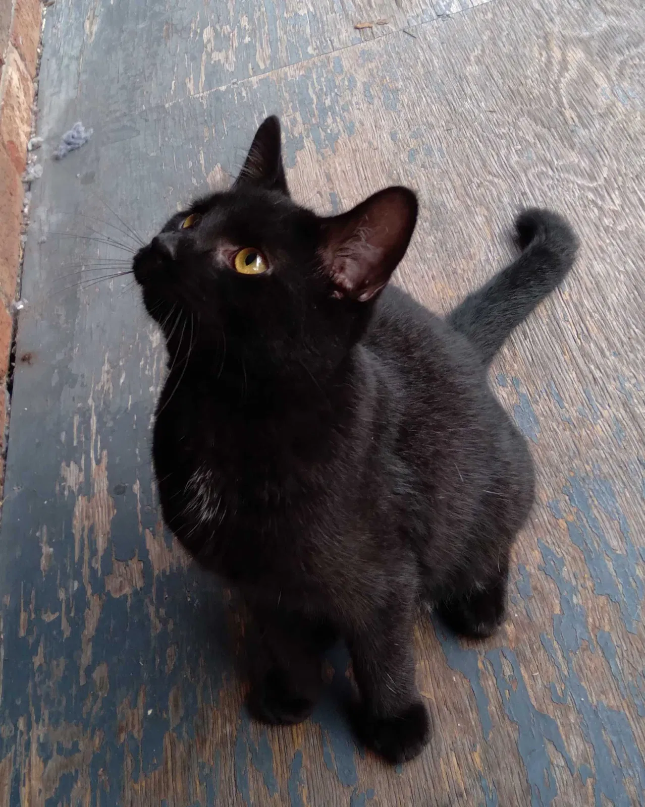 Lost cat in Savannah, GA, 31404
