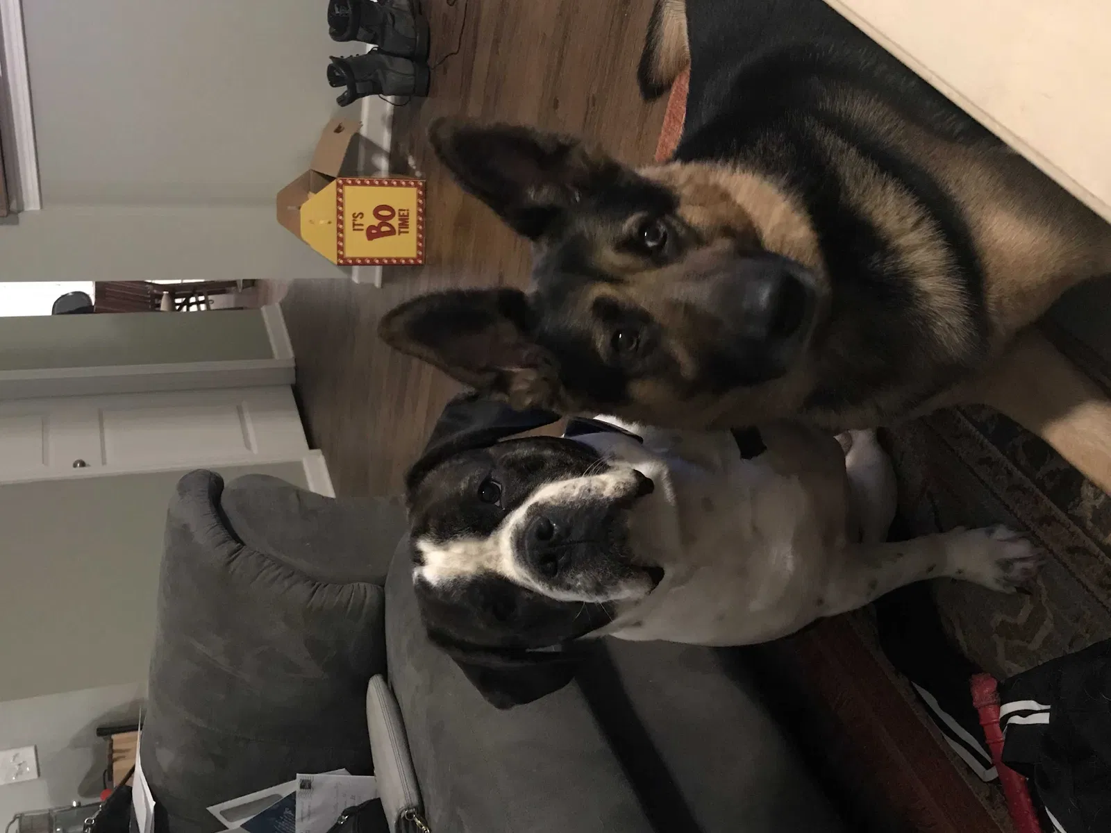 Lost dog in Lyman, SC, 29365