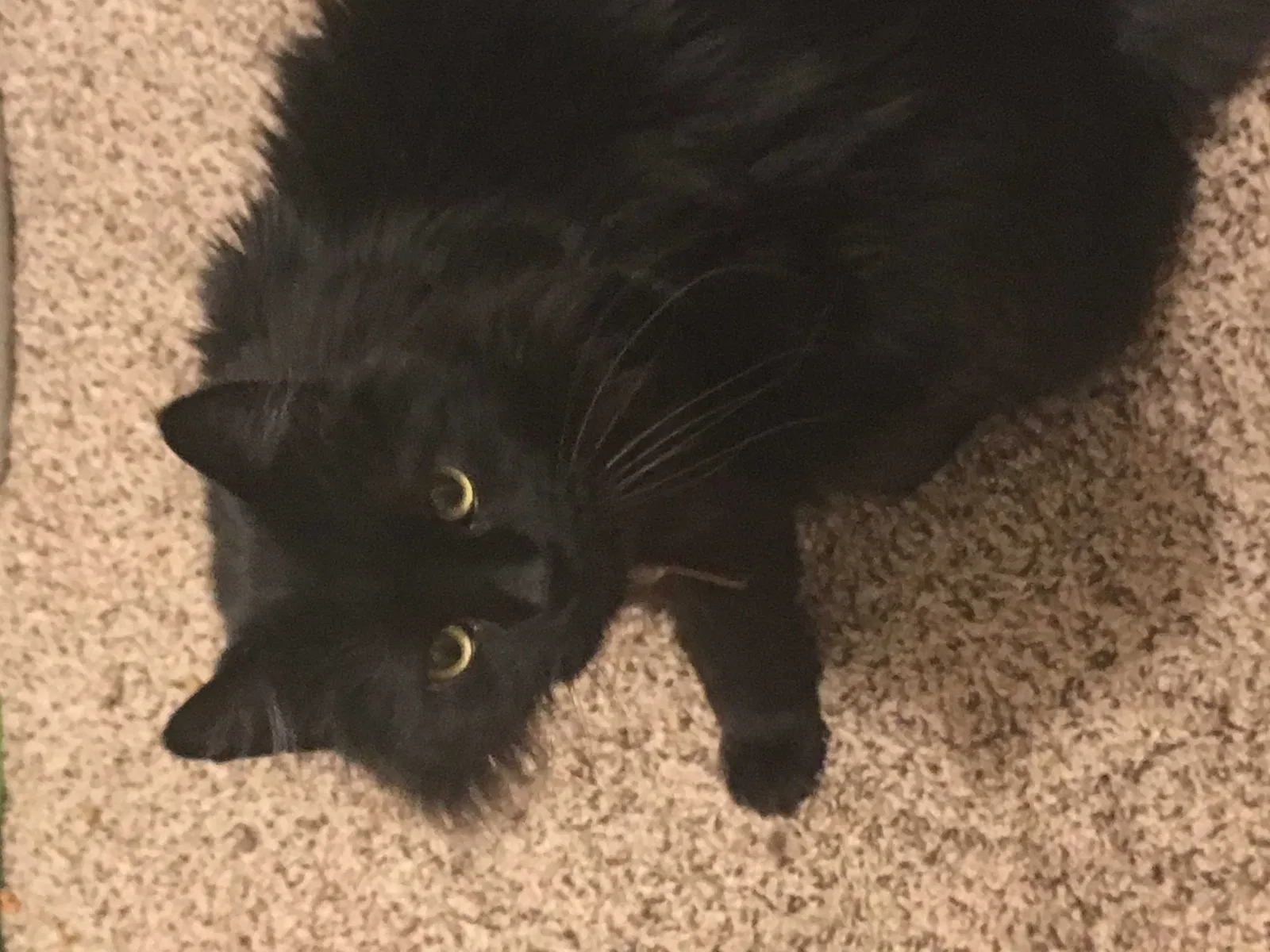 Lost cat in Tucson, AZ, 85730